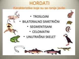 HORDATI
Karakteristike koje su se ranije javile:

            • TROSLOJNI
    • BILATERALNO SIMETRIČNI
         • SEGMENTISANI
           • CELOMATNI
       • UNUTRAŠNJI SKELET
 