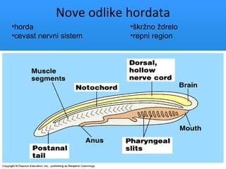 Nove odlike hordata
•horda                   •škržno ždrelo
•cevast nervni sistem    •repni region
 