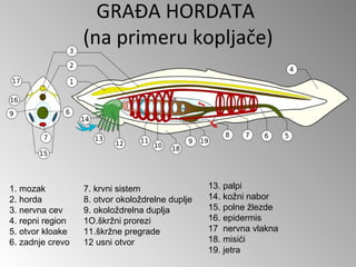 GRAĐA HORDATA
                  (na primeru kopljače)




1. mozak          7. krvni sistem                13. palpi
2. horda          8. otvor okoloždrelne duplje   14. kožni nabor
3. nervna cev     9. okoloždrelna duplja         15. polne žlezde
4. repni region   1O.škržni prorezi              16. epidermis
5. otvor kloake   11.škržne pregrade             17 nervna vlakna
6. zadnje crevo   12 usni otvor                  18. misići
                                                 19. jetra
 