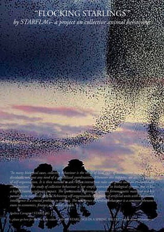 “FLOCKING STARLINGS”
  by STARFLAG- a project on collective animal behaviour




“In many biological cases, collective behaviour is the result of local rules of interactions among the in-
dividuals, without any need of a centralized coordination. Whenever this happens, we are in presence
of self-organization. It is then natural to ask: What interaction rules can grant such an extraordinary
coordination? The study of collective behaviour is not simply restricted to biological systems, but it has
a highly interdisciplinary impact. The spontaneous ordering of spins in ferromagnetic materials is a key
paradigm in statistical physics. Achieving self-organization in a group of artificial units with distributed
intelligence is a crucial problem in robotics. The emergence of herding behaviour is a common phenom-
enon in economics, finance and social sciences.”

Andrea Cavagna / STARFLAG	
...please go here for the YouTube video “ 300 000 STARLINGS IN A SPRING BALLET” on the same phenomenon.
 
