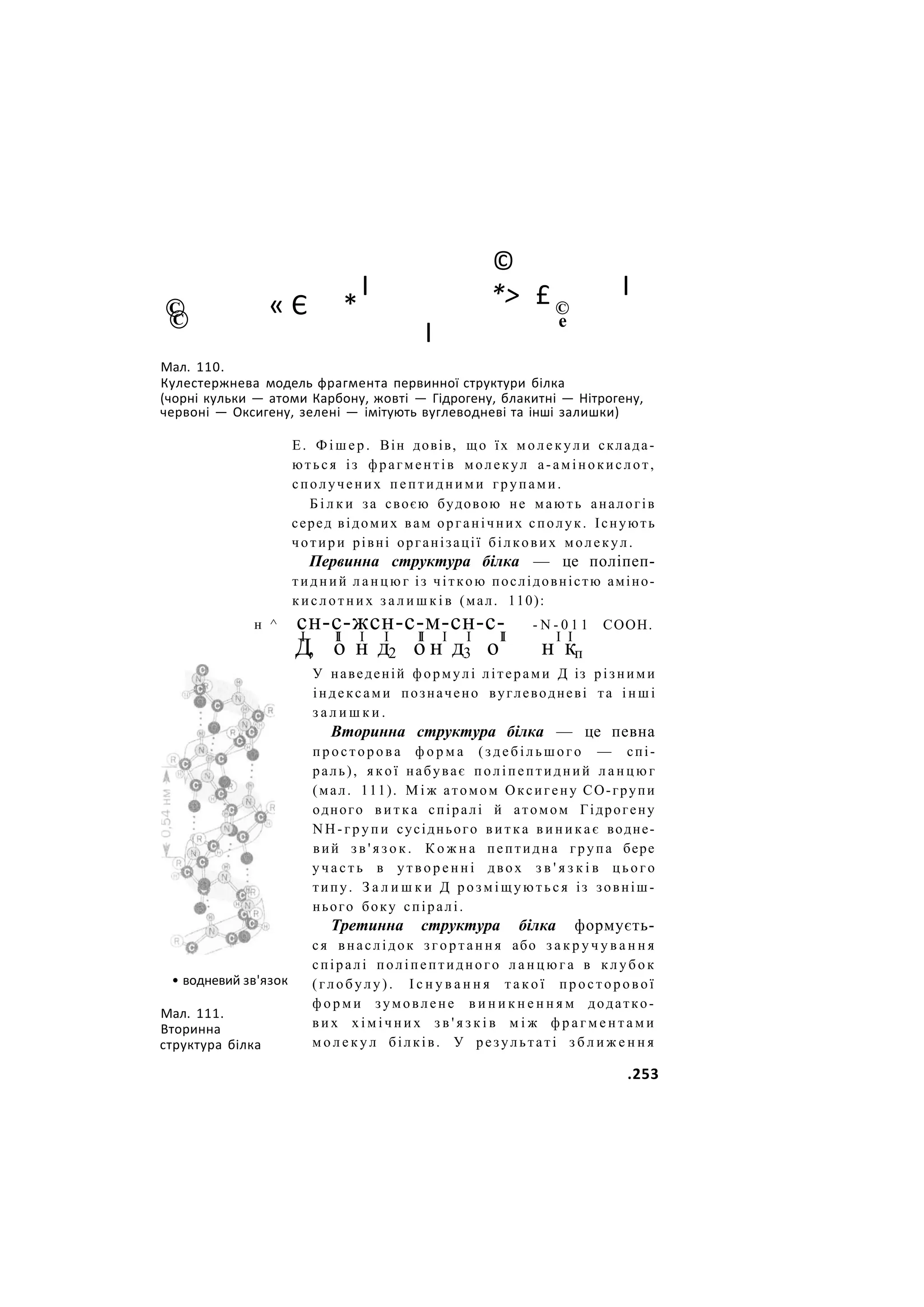 ©
©
« Є *
I
I
©
*> £ ©
е
І
Мал. 110.
Кулестержнева модель фрагмента первинної структури білка
(чорні кульки — атоми Карбону, жовті — Гідрогену, блакитні — Нітрогену,
червоні — Оксигену, зелені — імітують вуглеводневі та інші залишки)
Е. Ф і ш е р . Він довів, що їх м о л е к у л и склада-
ються із фрагментів молекул а-амінокислот,
сполучених п е п т и д н и м и групами.
Б і л к и за своєю будовою не мають аналогів
серед відомих вам органічних сполук. Існують
чотири рівні організації білкових молекул.
Первинна структура білка — це поліпеп-
тидний л а н ц ю г із чіткою послідовністю аміно-
к и с л о т н и х з а л и ш к і в (мал. 110):
- N - 0 1 1 СООН.
н ^
• водневий зв'язок
Мал. 111.
Вторинна
структура білка
сн-с-жсн-с-м-сн-с-
I I
I І І II І І I
I I I
Д, о н д2 о н д3 о н кп
У наведеній формулі літерами Д із різними
індексами позначено вуглеводневі та і н ш і
з а л и ш к и .
Вторинна структура білка — це певна
п р о с т о р о в а ф о р м а (здебільшого — спі-
раль), я к о ї набуває поліпептидний л а н ц ю г
(мал. 111). М і ж атомом Оксигену СО-групи
одного в и т к а спіралі й атомом Гідрогену
N Н - г р у п и сусіднього в и т к а в и н и к а є водне-
вий з в ' я з о к . К о ж н а пептидна група бере
у ч а с т ь в у т в о р е н н і двох з в ' я з к і в цього
типу. З а л и ш к и Д р о з м і щ у ю т ь с я із зовніш-
нього боку спіралі.
Третинна структура білка формуєть-
ся внаслідок з г о р т а н н я або з а к р у ч у в а н н я
спіралі поліпептидного л а н ц ю г а в к л у б о к
(глобулу). І с н у в а н н я т а к о ї просторової
ф о р м и зумовлене в и н и к н е н н я м додатко-
в и х х і м і ч н и х з в ' я з к і в м і ж ф р а г м е н т а м и
м о л е к у л білків. У результаті з б л и ж е н н я
.253
 