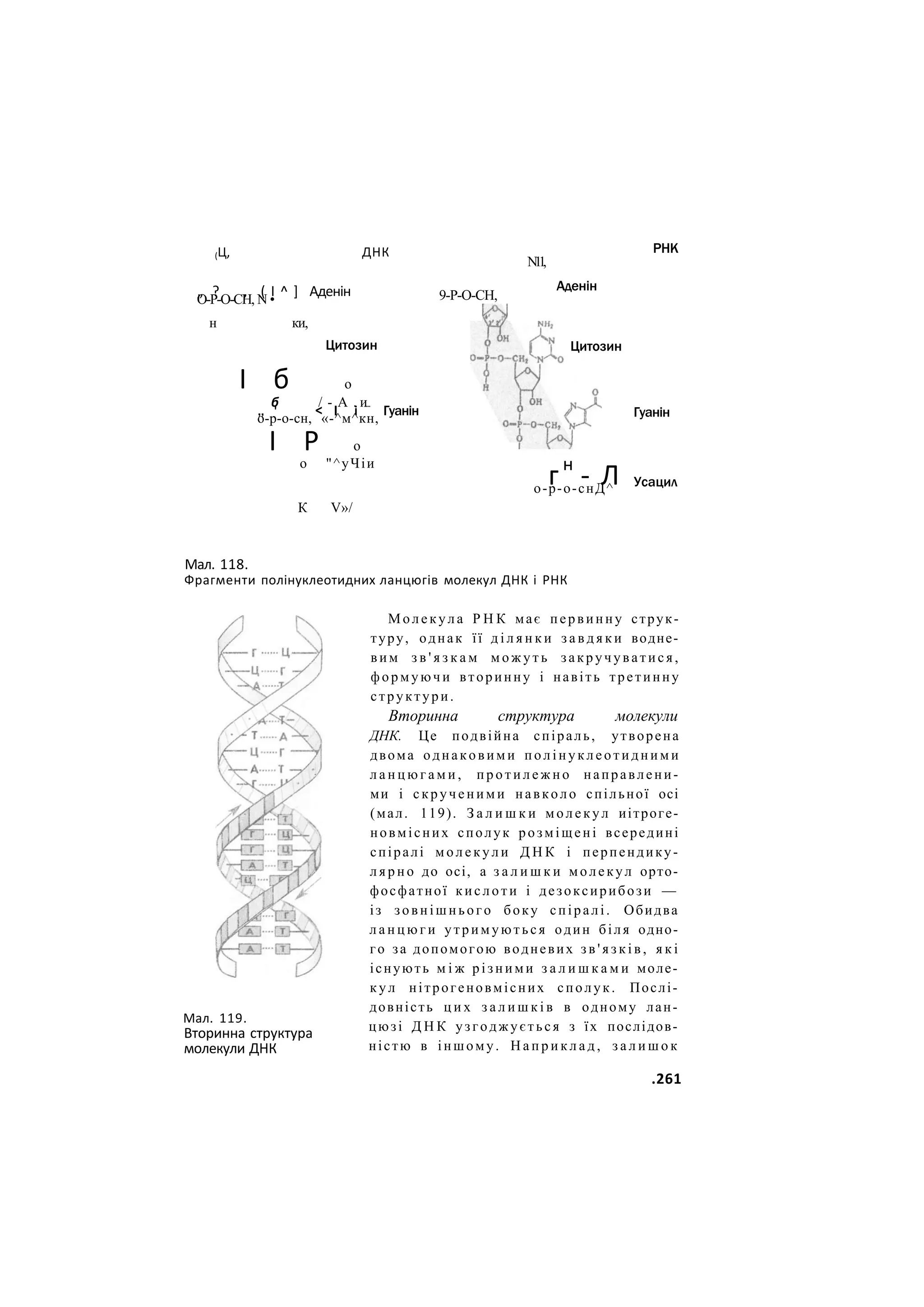 Цитозин
(Ц, ДНК
„ ? , ( І ^ ] Аденін
О-Р-О-СН, N •
н ки,
І б о
б / - А . и
,, ' < І і Гуанін
о-р-о-сн, «-^м^кн,
I Р о
о "^уЧіи
К V»/
РНК
N
1
1
,
9-Р-О-СН,
Аденін
Цитозин
Гуанін
гн
- Л
о-р-о-снД^ Усацил
Мал. 118.
Фрагменти полінуклеотидних ланцюгів молекул ДНК і РНК
Мал. 119.
Вторинна структура
молекули ДНК
Молекула Р Н К має первинну струк-
туру, однак її д і л я н к и з а в д я к и водне-
вим з в ' я з к а м м о ж у т ь закручуватися,
формуючи вторинну і навіть третинну
структури.
Вторинна структура молекули
ДНК. Це подвійна спіраль, утворена
двома однаковими полінуклеотидними
л а н ц ю г а м и , п р о т и л е ж н о направлени-
ми і скрученими навколо спільної осі
(мал. 119). З а л и ш к и молекул иітроге-
новмісних сполук розміщені всередині
спіралі м о л е к у л и Д Н К і перпендику-
л я р н о до осі, а з а л и ш к и молекул орто-
фосфатної кислоти і дезоксирибози —
із зовнішнього боку спіралі. Обидва
л а н ц ю г и утримуються один біля одно-
го за допомогою водневих з в ' я з к і в , я к і
існують м і ж різними з а л и ш к а м и моле-
к у л нітрогеновмісних сполук. Послі-
довність ц и х з а л и ш к і в в одному лан-
цюзі Д Н К узгоджується з їх послідов-
ністю в іншому. Н а п р и к л а д , з а л и ш о к
.261
 
