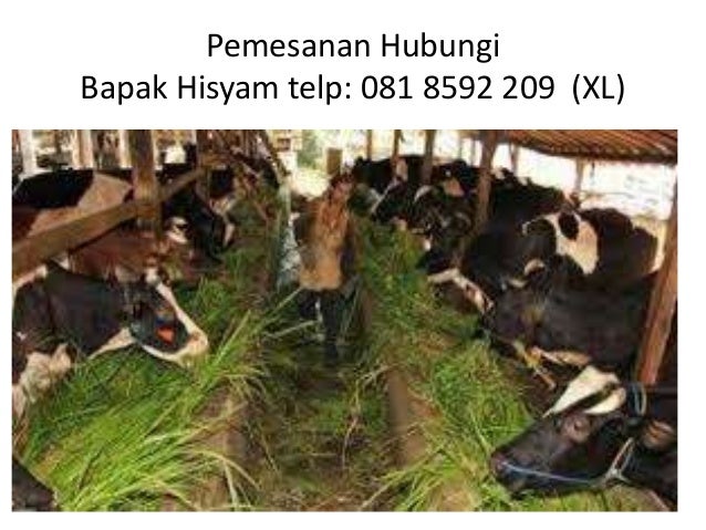 Hub 081 8592 209 (xl), hewan kurban sapi limosin, hewan 