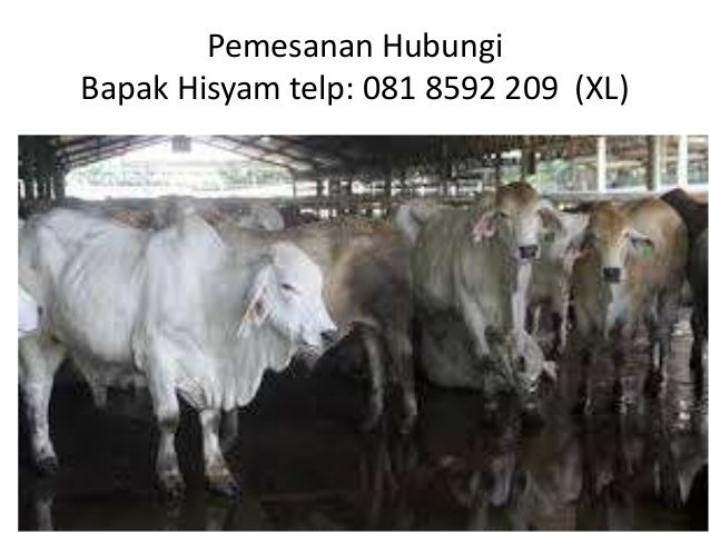 Hub 081 8592 209 (xl), hewan kurban sapi limosin, hewan 