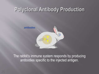 Rabbit Immunity IHC | PPTX