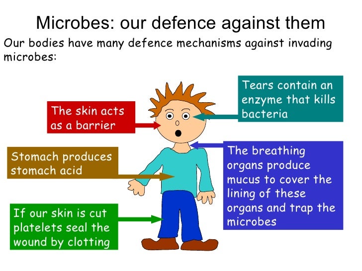 Y8 Humans 11 immunity