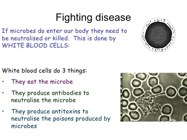 Y8 Humans 11 immunity