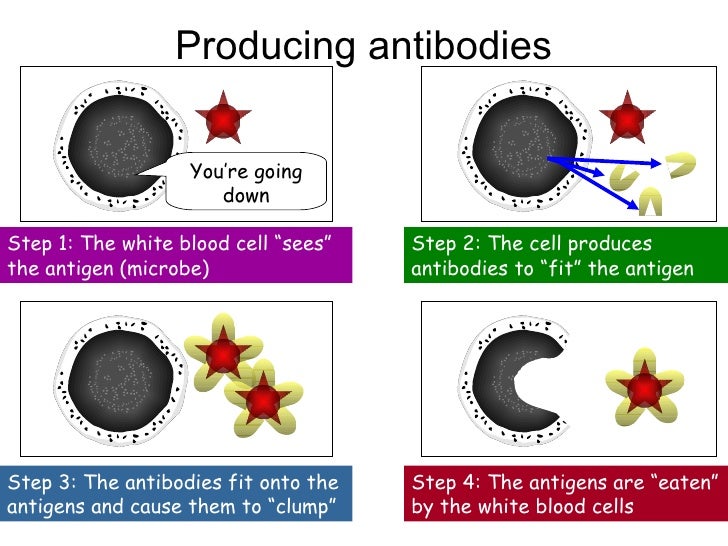Y8 Humans 11 immunity