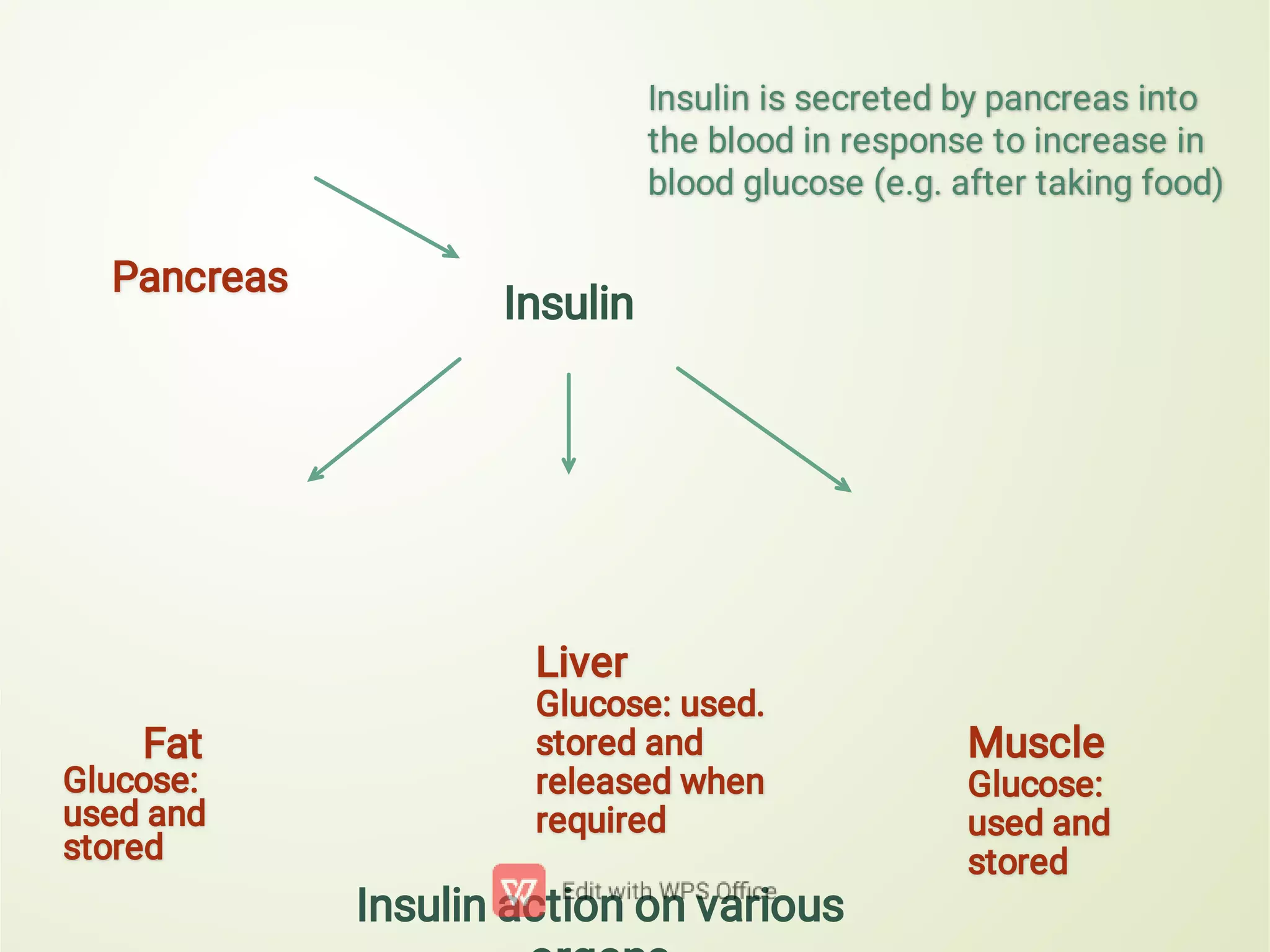 Insulin action on various
Insulin is secreted by pancreas into
the blood in response to increase in
blood glucose (e.g. after taking food)
Pancreas
Insulin
Fat
Glucose:
used and
stored
Liver
Glucose: used.
stored and
released when
required
Muscle
Glucose:
used and
stored
 
