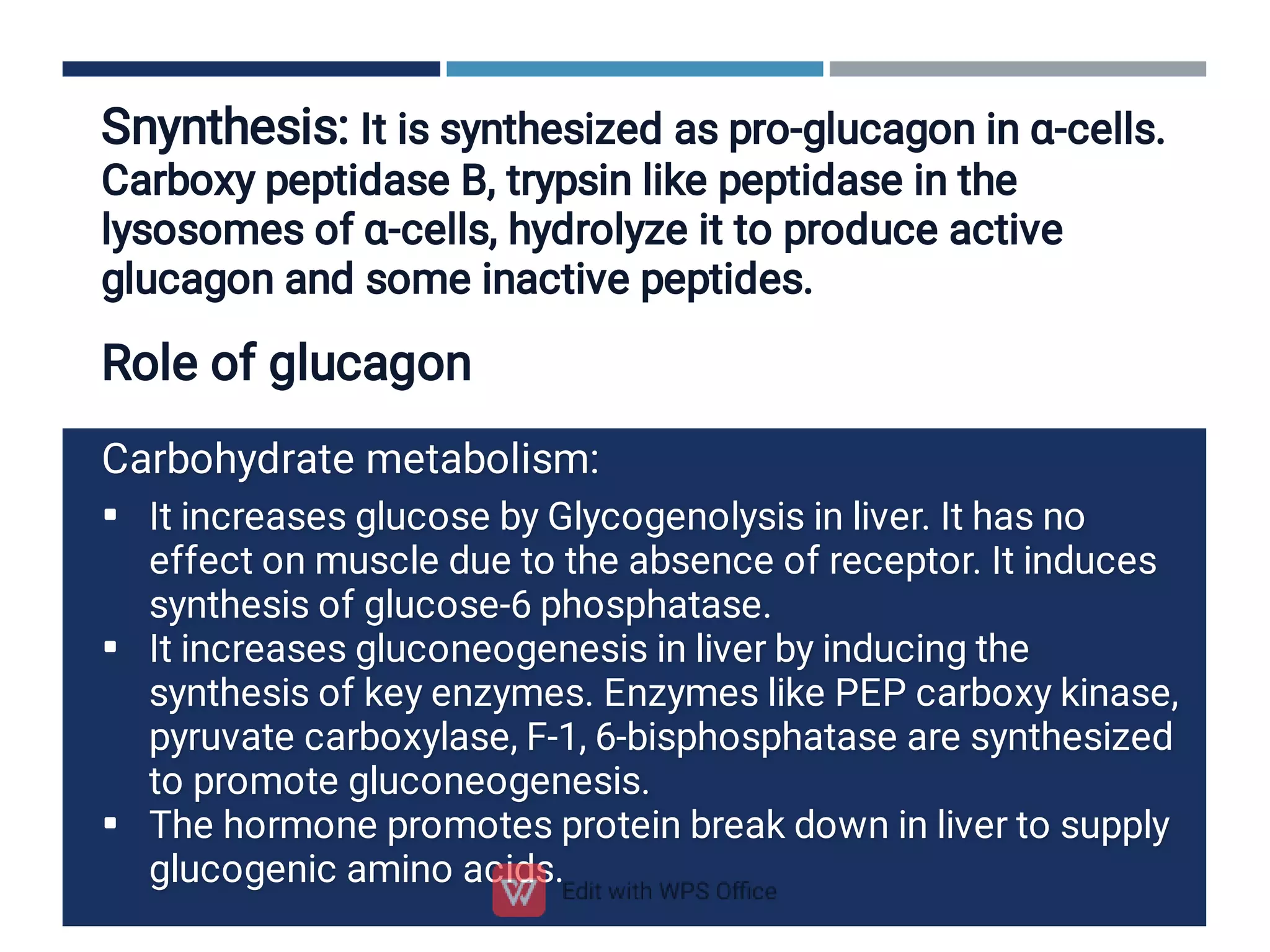 Snynthesis: It is synthesized as pro-glucagon in α-cells.
Carboxy peptidase B, trypsin like peptidase in the
lysosomes of α-cells, hydrolyze it to produce active
glucagon and some inactive peptides.



Carbohydrate metabolism:
It increases glucose by Glycogenolysis in liver. It has no
effect on muscle due to the absence of receptor. It induces
synthesis of glucose-6 phosphatase.
It increases gluconeogenesis in liver by inducing the
synthesis of key enzymes. Enzymes like PEP carboxy kinase,
pyruvate carboxylase, F-1, 6-bisphosphatase are synthesized
to promote gluconeogenesis.
The hormone promotes protein break down in liver to supply
glucogenic amino acids.
Role of glucagon
 