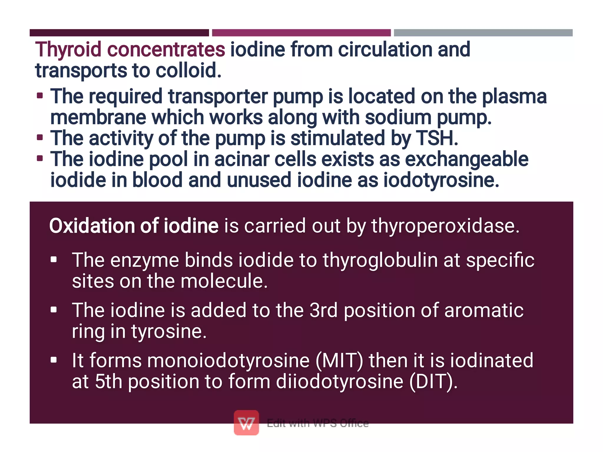 


Thyroid concentrates iodine from circulation and
transports to colloid.
The required transporter pump is located on the plasma
membrane which works along with sodium pump.
The activity of the pump is stimulated by TSH.
The iodine pool in acinar cells exists as exchangeable
iodide in blood and unused iodine as iodotyrosine.



Oxidation of iodine is carried out by thyroperoxidase.
The enzyme binds iodide to thyroglobulin at speciﬁc
sites on the molecule.
The iodine is added to the 3rd position of aromatic
ring in tyrosine.
It forms monoiodotyrosine (MIT) then it is iodinated
at 5th position to form diiodotyrosine (DIT).
 