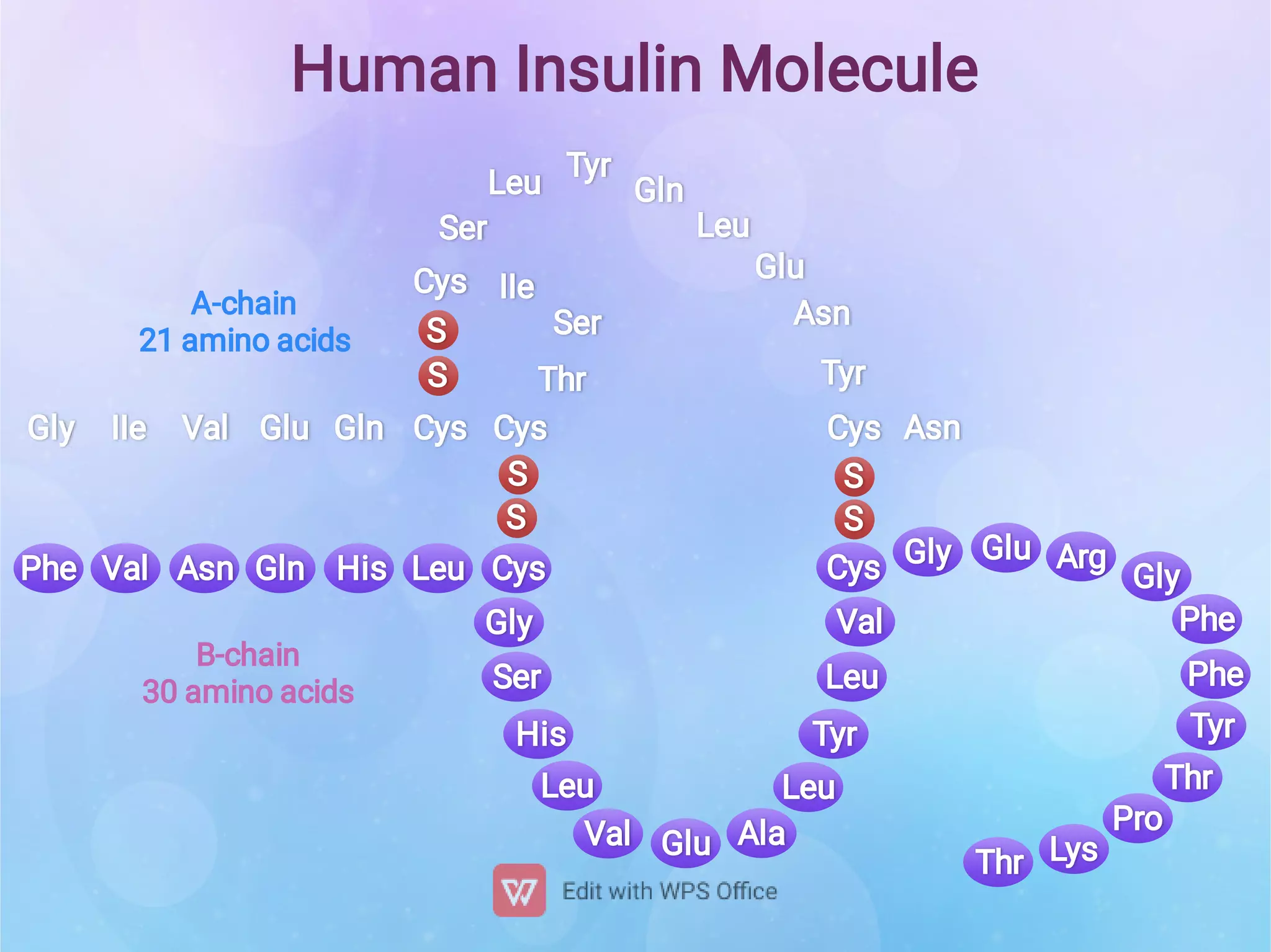 S
S
S
S
S
S
Human Insulin Molecule
Gly IIe Val Glu Gln Cys
Cys
Ser
Leu
Tyr
Gln
Leu
Glu
Asn
Tyr
Cys Asn
IIe
Ser
Cys
Thr
A-chain
21 amino acids
Glu
B-chain
30 amino acids
Phe Val Asn Gln His Leu Cys Cys Gly Arg
Gly
Phe
Phe
Tyr
Thr
Pro
Lys
Thr
Gly
Ser
His
Leu
Leu
Tyr
Leu
Val Glu Ala
Val
 