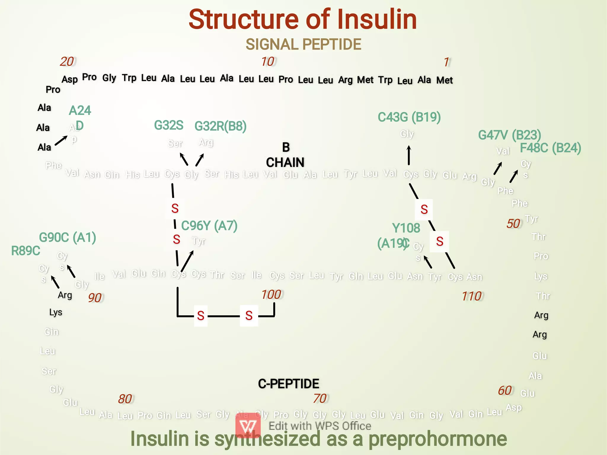 As
p
Ser Arg
Gly
Cy
s
Tyr
Cy
s
Cy
s
Cy
s
Val
20 10
80 70
60
C-PEPTIDE
50
110
A24
D G32S G32R(B8)
B
CHAIN
C43G (B19)
G47V (B23)
F48C (B24)
G90C (A1)
R89C
100
S
S
C96Y (A7) Y108
C
(A19)
S
S
1
90
S S
Structure of Insulin
Insulin is synthesized as a preprohormone
Met
Ala
Leu
Trp
Met
Arg
Leu
Leu
Pro
Leu
Leu
Ala
Leu
Leu
Ala
Leu
Trp
Gly
Pro
Asp
Pro
Ala
Ala
Ala
Phe
Asn
Cys
Tyr
Asn
Glu
Leu
Gln
Tyr
Leu
Ser
Cys
Ile
Ser
Thr
Cys
Cys
Gin
Glu
Val
Ile
Leu
Gin
Val
Gly
Gin
Val
Glu
Leu
Gly
Gly
Gly
Pro
Gly
Ala
Gly
Ser
Leu
Gin
Pro
Leu
Ala
Leu
Phe
Phe
Tyr
Thr
Pro
Lys
Thr
Glu
Ala
Glu
Asp
Arg
Arg
Gly
Glu
Gly
Ser
Leu
Gin
Arg
Lys
Val Asn Gin His Leu Cys Gly Ser His Leu Val Glu Ala Leu Tyr Leu Val Cys Gly Glu Arg
Gly
SIGNAL PEPTIDE
 