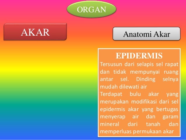 Struktur tumbuhan 11 IPA 4