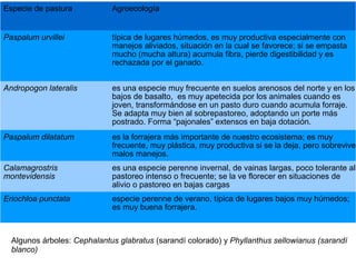 Especie de pastura Agroecología
Paspalum urvillei típica de lugares húmedos, es muy productiva especialmente con
manejos aliviados, situación en la cual se favorece; si se empasta
mucho (mucha altura) acumula fibra, pierde digestibilidad y es
rechazada por el ganado.
Andropogon lateralis es una especie muy frecuente en suelos arenosos del norte y en los
bajos de basalto, es muy apetecida por los animales cuando es
joven, transformándose en un pasto duro cuando acumula forraje.
Se adapta muy bien al sobrepastoreo, adoptando un porte más
postrado. Forma “pajonales” extensos en baja dotación.
Paspalum dilatatum es la forrajera más importante de nuestro ecosistema; es muy
frecuente, muy plástica, muy productiva si se la deja, pero sobrevive
malos manejos.
Calamagrostris
montevidensis
es una especie perenne invernal, de vainas largas, poco tolerante al
pastoreo intenso o frecuente; se la ve florecer en situaciones de
alivio o pastoreo en bajas cargas
Eriochloa punctata especie perenne de verano, típica de lugares bajos muy húmedos;
es muy buena forrajera.
Algunos árboles: Cephalantus glabratus (sarandí colorado) y Phyllanthus sellowianus (sarandí
blanco)
 