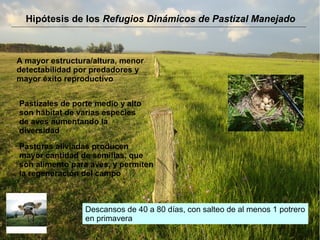 Hipótesis de los Refugios Dinámicos de Pastizal Manejado
A mayor estructura/altura, menor
detectabilidad por predadores y
mayor éxito reproductivo
Pasturas aliviadas producen
mayor cantidad de semillas, que
son alimento para aves, y permiten
la regeneración del campo
Pastizales de porte medio y alto
son hábitat de varias especies
de aves aumentando la
diversidad
Descansos de 40 a 80 días, con salteo de al menos 1 potrero
en primavera
 