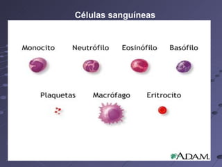 Células sanguíneas   