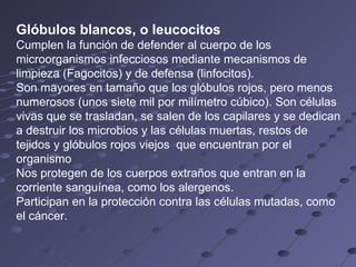 Glóbulos blancos, o leucocitos   Cumplen la función de defender al cuerpo de los microorganismos infecciosos mediante mecanismos de limpieza (Fagocitos) y de defensa (linfocitos).  Son mayores en tamaño que los glóbulos rojos, pero menos numerosos (unos siete mil por milímetro cúbico). Son células vivas que se trasladan, se salen de los capilares y se dedican a destruir los microbios y las células muertas, restos de tejidos y glóbulos rojos viejos  que encuentran por el organismo   Nos protegen de los cuerpos extraños que entran en la corriente sanguínea, como los alergenos.  Participan en la protección contra las células mutadas, como el cáncer.  