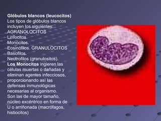 Glóbulos blancos (leucocitos)  Los tipos de glóbulos blancos incluyen los siguientes: AGRANOLOCITOS Linfocitos.  Monocitos.  Eosinófilos. GRANULOCITOS Basofilos.  Neutrofilos (granulositos). Los Monocitos  ingieren las células muertas o dañadas y eliminan agentes infecciosos, proporcionando así las defensas inmunológicas necesarias al organismo.  Son las de mayor tamaño, núcleo excéntrico en forma de U o arriñonada (macrófagos, histiocitos) 