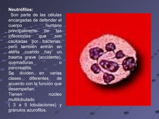 Neutrófilos: Son parte de las células encargadas de defender el cuerpo humano principalmente de las infecciones que son causadas por bacterias, pero también entran en alerta cuando hay un trauma grave (accidente), quemaduras o pancreatitis.  Se dividen en varias clases diferentes de acuerdo con la función que desempeñan. Tienen núcleo multilobulado ( 3 a 5 lobulaciones) y gránulos azurofilos. 