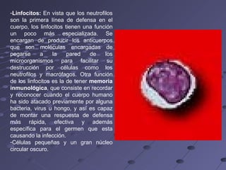 Linfocitos:  En vista que los neutrofilos son la primera línea de defensa en el cuerpo, los linfocitos tienen una función un poco más especializada. Se encargan de producir los anticuerpos que son moléculas encargadas de pegarse a la pared de los microorganismos para facilitar su destrucción por células como los neutrofilos y macrófagos. Otra función de los linfocitos es la de tener  memoria inmunológica , que consiste en recordar y reconocer cuando el cuerpo humano ha sido atacado previamente por alguna bacteria, virus u hongo, y así es capaz de montar una respuesta de defensa más rápida, efectiva y además específica para el germen que esta causando la infección. Células pequeñas y un gran núcleo circular oscuro. 