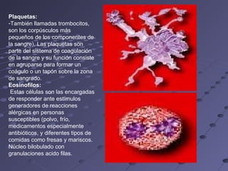 Plaquetas:   También llamadas trombocitos, son los corpúsculos más pequeños de los componentes de la sangre), Las plaquetas son parte del sistema de coagulación de la sangre y su función consiste en agruparse para formar un coágulo o un tapón sobre la zona de sangrado.  Eosinofilos: Estas células son las encargadas de responder ante estímulos generadores de reacciones alérgicas en personas susceptibles (polvo, frío, medicamentos especialmente antibióticos, y diferentes tipos de comidas como fresas y mariscos. Núcleo bilobulado con granulaciones acido filas. 