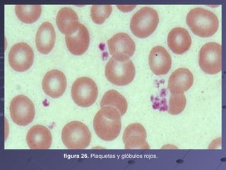 figura 26.  Plaquetas y glóbulos rojos. 