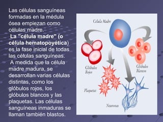 Las células sanguíneas formadas en la médula ósea empiezan como células madre. La "célula madre" (o célula hematopoyética ) es la fase inicial de todas las células sanguíneas. A medida que la célula madre madura, se desarrollan varias células distintas, como los glóbulos rojos, los glóbulos blancos y las plaquetas. Las células sanguíneas inmaduras se llaman también blastos. 
