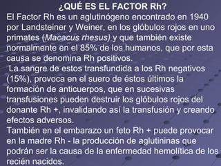 ¿QUÉ ES EL FACTOR Rh? El Factor Rh es un aglutinógeno encontrado en 1940 por Landsteiner y Weiner, en los glóbulos rojos en uno primates ( Macacus rhesus)  y que también existe normalmente en el 85% de los humanos, que por esta causa se denomina Rh positivos. La sangre de estos transfundida a los Rh negativos (15%), provoca en el suero de éstos últimos la formación de anticuerpos, que en sucesivas transfusiones pueden destruir los glóbulos rojos del donante Rh +, invalidando así la transfusión y creando efectos adversos.  También en el embarazo un feto Rh + puede provocar en la madre Rh - la producción de aglutininas que podrán ser la causa de la enfermedad hemolítica de los recién nacidos. 