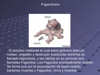 Fagocitosis   . El proceso mediante el cual estos glóbulos blancos rodean, engullen y destruyen sustancias extrañas es llamado fagocitosis, y las células en su conjunto son llamadas Fagocitos. Los Fagocitos eventualmente mueren. Se forma pus por la acumulación de tejido muerto, bacterias muertas y Fagocitos, vivos y muertos 