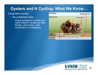 Oysters and N Cycling: What We Know…
Long-term burial
• No published rates
- Ongoing analyses of data from
reefs in North ...