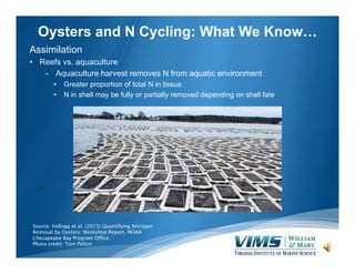 Oysters and N Cycling: What We Know…
Assimilation
• Reefs vs. aquaculture
- Aquaculture harvest removes N from aquatic environment
•
•

Greater proportion of total N in tissue
N in shell may be fully or partially removed depending on shell fate

Source: Kellogg et al. (2013) Quantifying Nitrogen
Removal by Oysters: Workshop Report, NOAA
Chesapeake Bay Program Office.
Photo credit: Tom Pelton

 