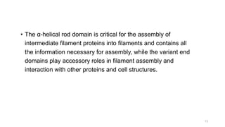 • The α-helical rod domain is critical for the assembly of
intermediate filament proteins into filaments and contains all
the information necessary for assembly, while the variant end
domains play accessory roles in filament assembly and
interaction with other proteins and cell structures.
13
 