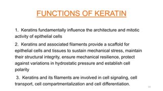 FUNCTIONS OF KERATIN
1. Keratins fundamentally influence the architecture and mitotic
activity of epithelial cells
2. Keratins and associated filaments provide a scaffold for
epithelial cells and tissues to sustain mechanical stress, maintain
their structural integrity, ensure mechanical resilience, protect
against variations in hydrostatic pressure and establish cell
polarity
3. Keratins and its filaments are involved in cell signaling, cell
transport, cell compartmentalization and cell differentiation. 23
 