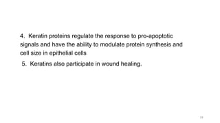 4. Keratin proteins regulate the response to pro-apoptotic
signals and have the ability to modulate protein synthesis and
cell size in epithelial cells
5. Keratins also participate in wound healing.
24
 