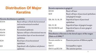 25
Distribution Of Major
Keratins
 