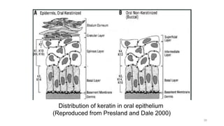 26
Distribution of keratin in oral epithelium
(Reproduced from Presland and Dale 2000)
 