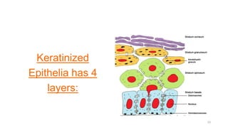 Keratinized
Epithelia has 4
layers:
33
 