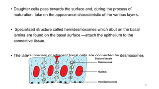 • Daughter cells pass towards the surface and, during the process of
maturation, take on the appearance characteristic of the various layers.
• Specialized structure called hemidesmosomes which abut on the basal
lamina are found on the basal surface —attach the epithelium to the
connective tissue.
• The lateral borders of adjacent basal cells are connected by desmosomes
35
 