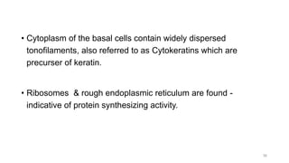• Cytoplasm of the basal cells contain widely dispersed
tonofilaments, also referred to as Cytokeratins which are
precurser of keratin.
• Ribosomes & rough endoplasmic reticulum are found -
indicative of protein synthesizing activity.
36
 