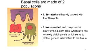 Basal cells are made of 2
populations
• 1. Serrated and heavily packed with
Tonofilaments.
• 2. Non-serrated and composed of
slowly cycling stem cells, which give rise
to slowly dividing cells which serve to
protect genetic information to the tissue.
37
 