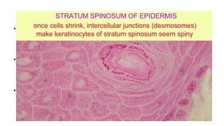 Stratum Spinosum
• Above the stratum basale, round or ovoid cells form a layer several
cells thick called stratum spinosum.
• These cells show the first stages of maturation, being larger and
rounded than those in the stratum basale.
• The intercellular spaces of spinous cells in keratinized epithelium are
large and distended, thus making desmosomes more prominent and
these cells are given a prickly appearance.
38
 
