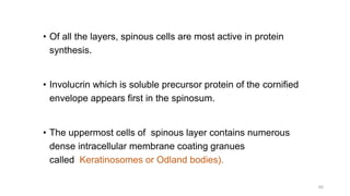 • Of all the layers, spinous cells are most active in protein
synthesis.
• Involucrin which is soluble precursor protein of the cornified
envelope appears first in the spinosum.
• The uppermost cells of spinous layer contains numerous
dense intracellular membrane coating granues
called Keratinosomes or Odland bodies).
40
 