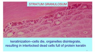 Stratum Granulosum
• Cells of this layer show further increase
in maturation.
• Contains flatter and wider and larger
cells than spinous cells.
• Many organelles are reduced or lost,
such that the cytoplasm is
predominantly occupied by
tonofilaments and tonofibrils.
• The cells contain number of small
granules called keratohyaline granules
41
 
