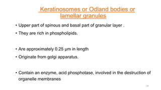 Keratinosomes or Odland bodies or
lamellar granules
• Upper part of spinous and basal part of granular layer .
• They are rich in phospholipids.
• Are approximately 0.25 µm in length
• Originate from golgi apparatus.
• Contain an enzyme, acid phosphotase, involved in the destruction of
organelle membranes
44
 