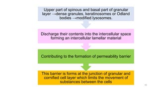 This barrier is forms at the junction of granular and
cornified cell layer which limits the movement of
substances between the cells
Contributing to the formation of permeability barrier
Discharge their contents into the intercellular space
forming an intercellular lamellar material
Upper part of spinous and basal part of granular
layer →dense granules, keratinosomes or Odland
bodies →modified lysosomes.
45
 