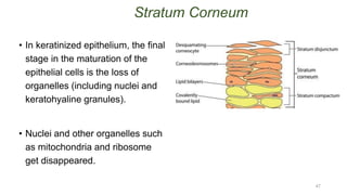 Stratum Corneum
• In keratinized epithelium, the final
stage in the maturation of the
epithelial cells is the loss of
organelles (including nuclei and
keratohyaline granules).
• Nuclei and other organelles such
as mitochondria and ribosome
get disappeared.
47
 