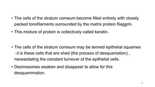 • The cells of the stratum corneum become filled entirely with closely
packed tonofilaments surrounded by the matrix protein filaggrin.
• This mixture of protein is collectively called keratin.
• The cells of the stratum corneum may be termed epithelial squames
: it is these cells that are shed (the process of desquamation) ,
necessitating the constant turnover of the epithelial cells.
• Desmosomes weaken and disappear to allow for this
desquammation.
48
 