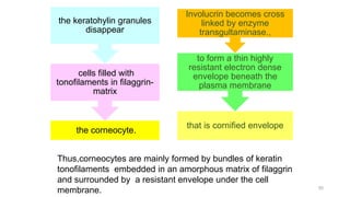 the corneocyte.
cells filled with
tonofilaments in filaggrin-
matrix
the keratohylin granules
disappear
that is cornified envelope
to form a thin highly
resistant electron dense
envelope beneath the
plasma membrane
Involucrin becomes cross
linked by enzyme
transgultaminase.,
Thus,corneocytes are mainly formed by bundles of keratin
tonofilaments embedded in an amorphous matrix of filaggrin
and surrounded by a resistant envelope under the cell
membrane. 50
 