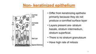 Non- keratinized epithelium
• Differ from keratinizing epithelia
primarily because they do not
produce a cornified surface layer
• Layers present are- stratum
basale, stratum intermedium,
stratum superficial.
• There is no stratum granulosum
• Have high rate of mitosis
52
 